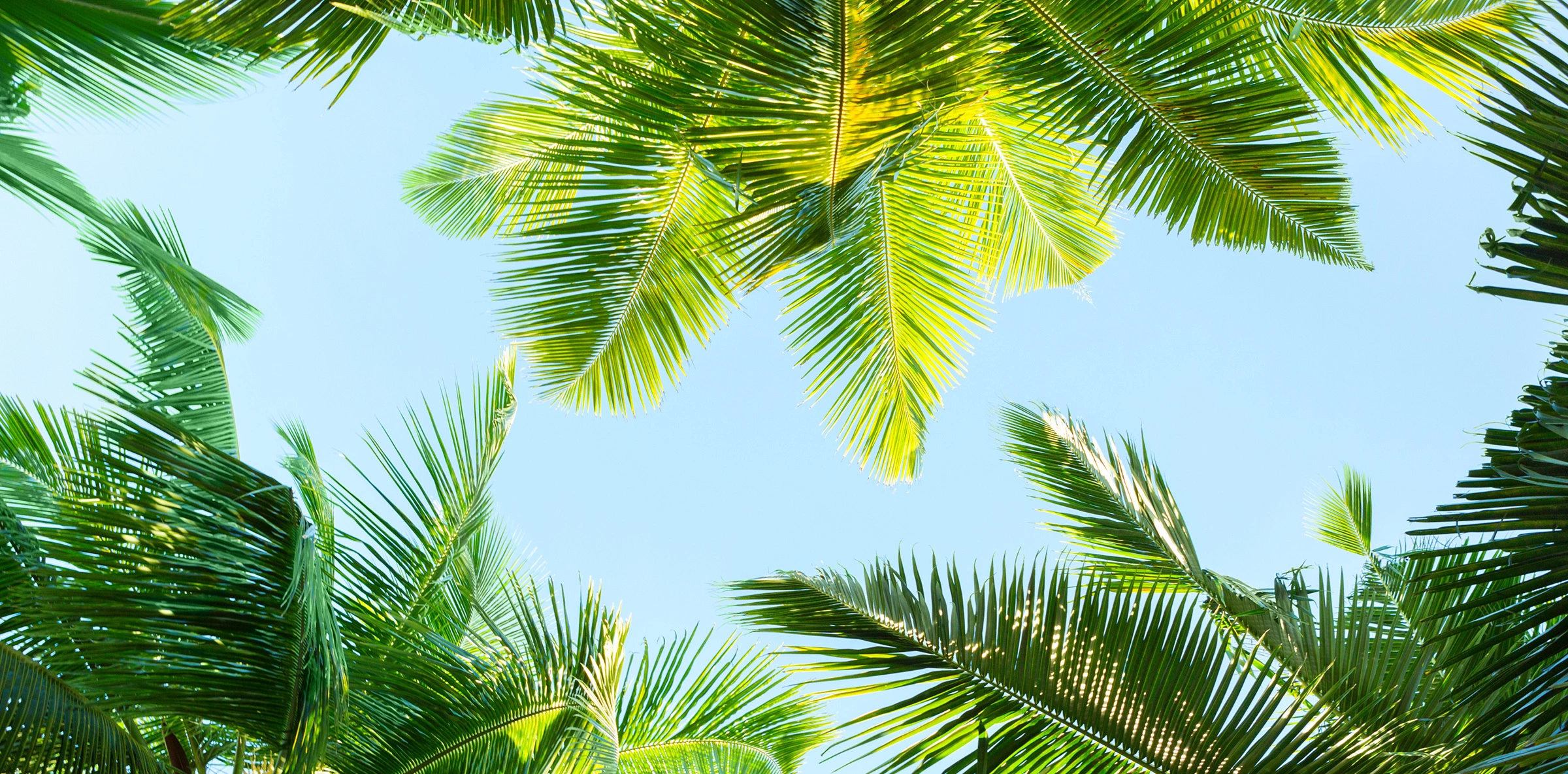 Palms