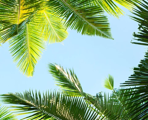 Palms